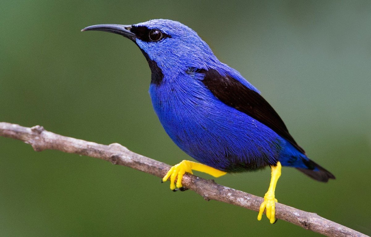 Танагра медосос