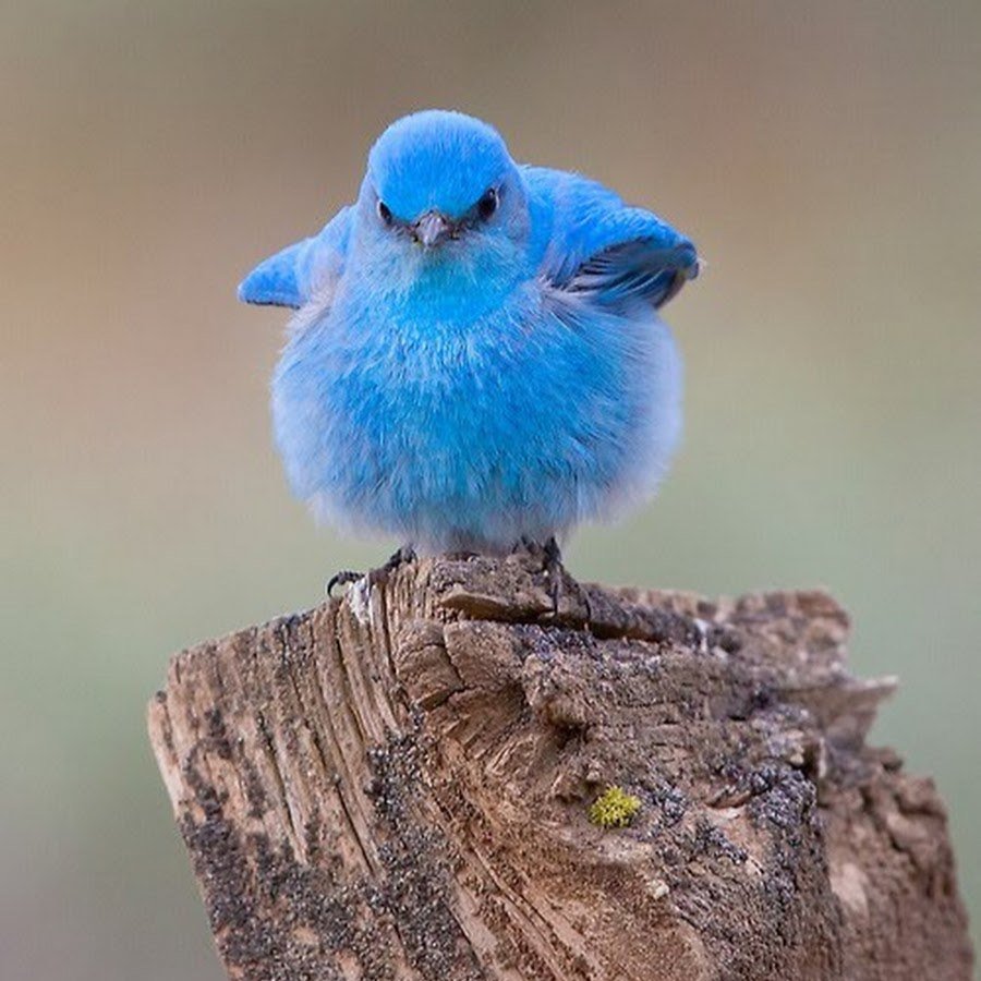 Голубая сиалия