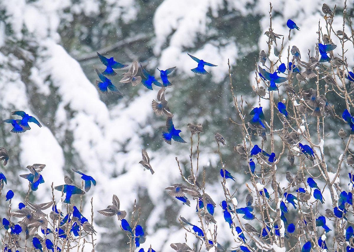 Грандала Лазоревая птичка