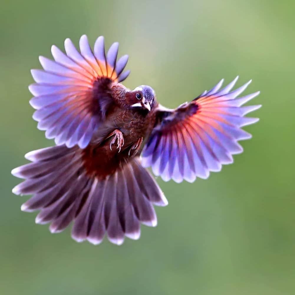 Существует птица милашка