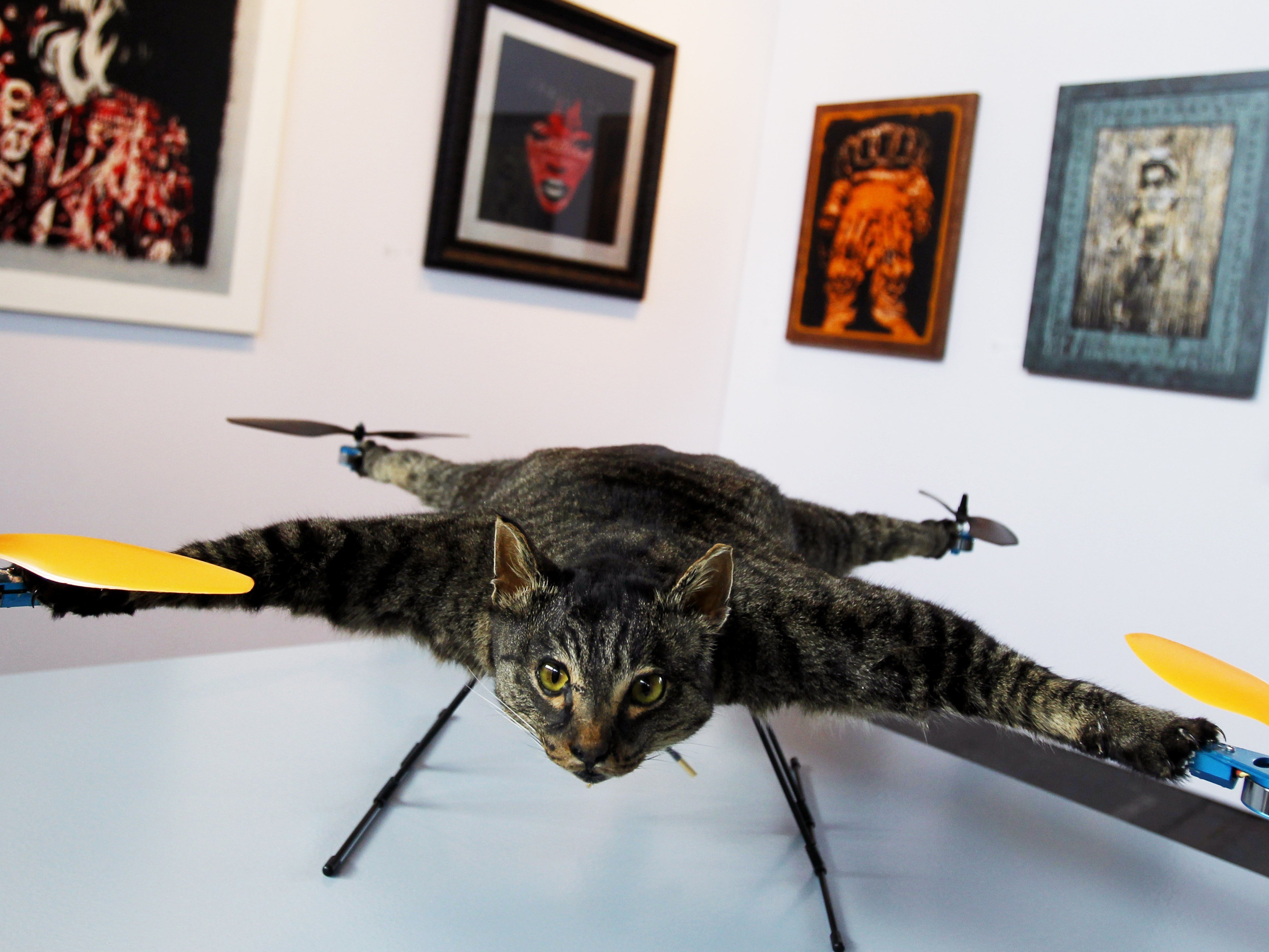 Котики вертолетики купить. Кот на квадрокоптере. Чучело кота квадрокоптер. Барт Янсен. Летающий кот.