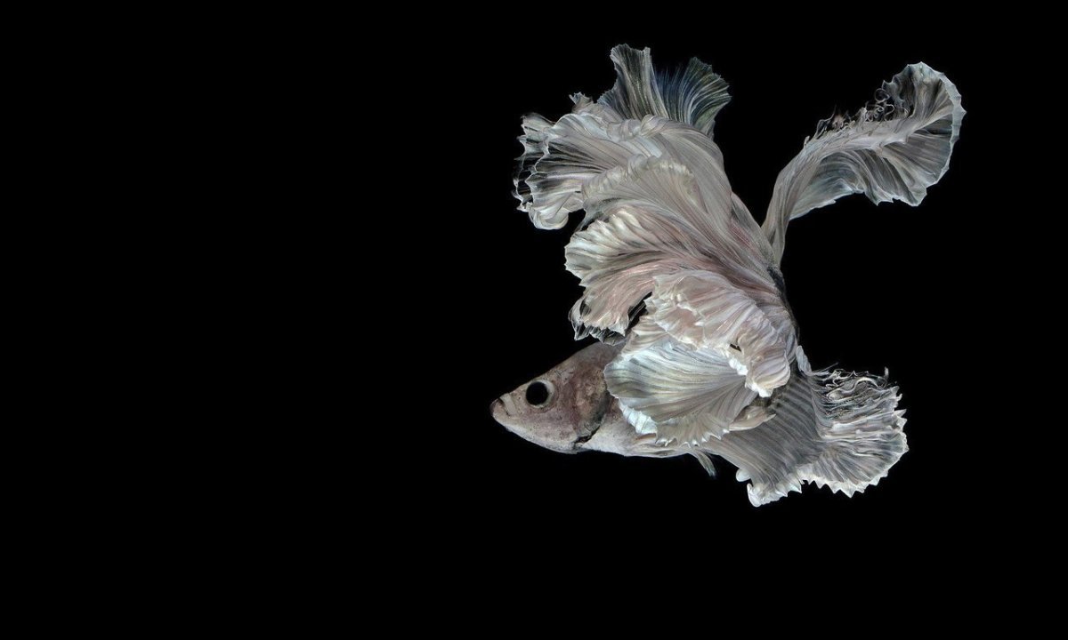 Дельтахвостые бойцовые рыбки