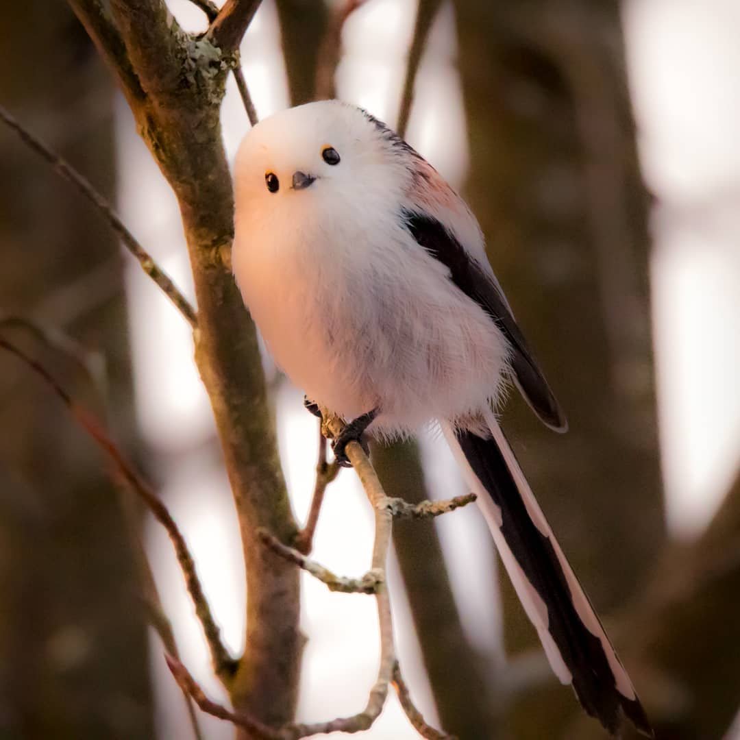 Сиреневогрудая сизоворонка