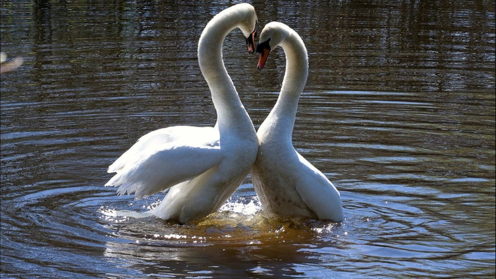 Любовь лебедей видео. Лебедь шипун питание. Лебеди на озере. Лебеди обнимаются. Лебеди (птицы).