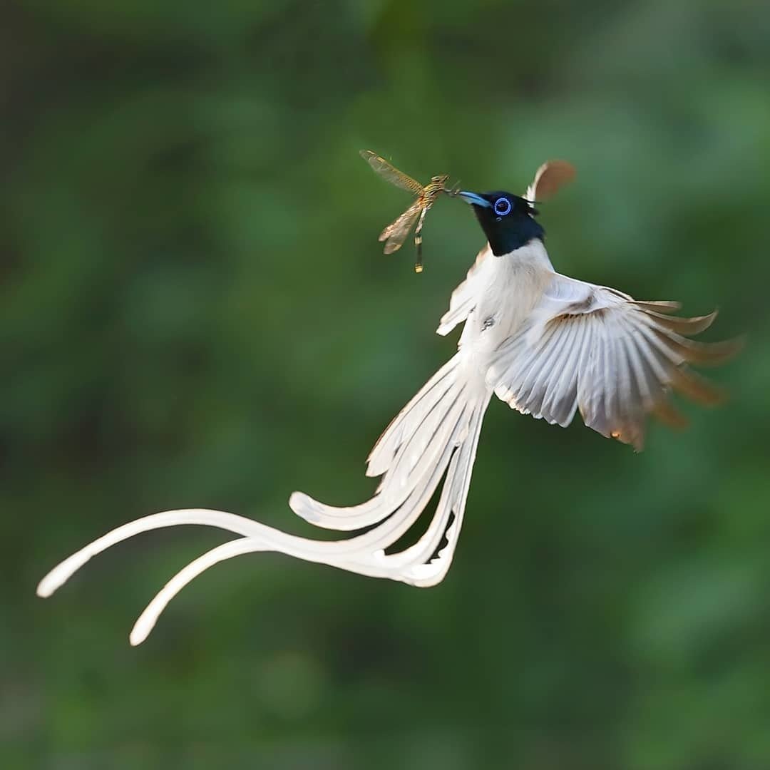Scissor tailed Flycatcher