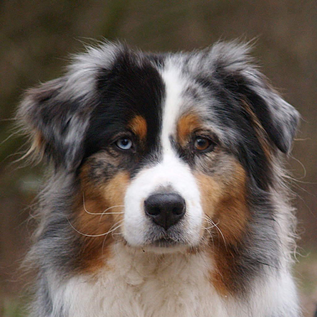 Шотландская пастушья бордер колли