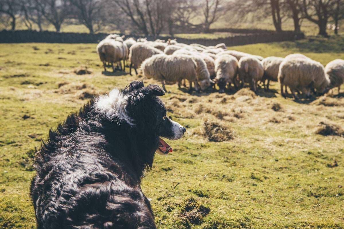 Южнорусская овчарка пасет овец