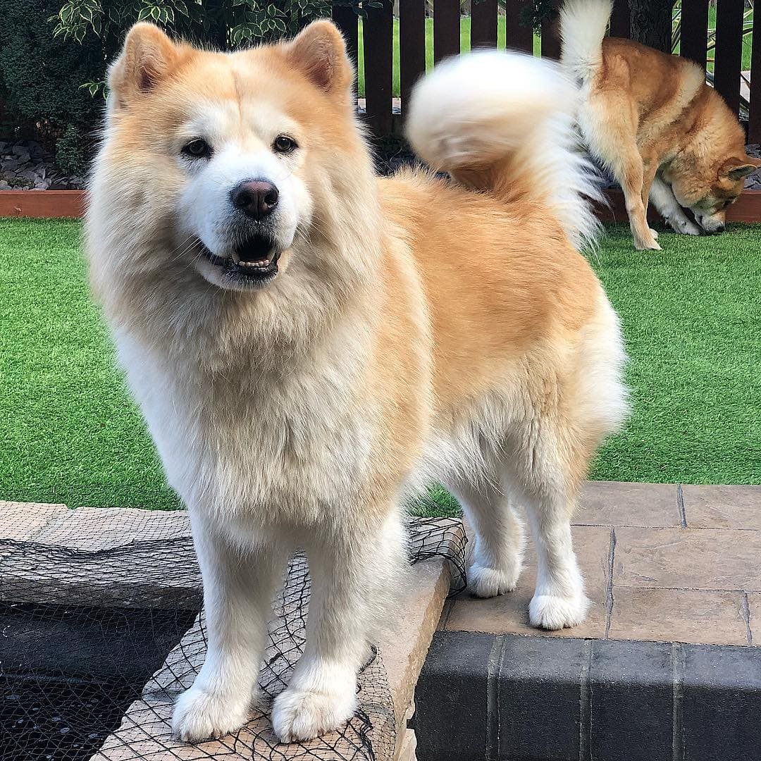 Смесь хаски и стаффорда