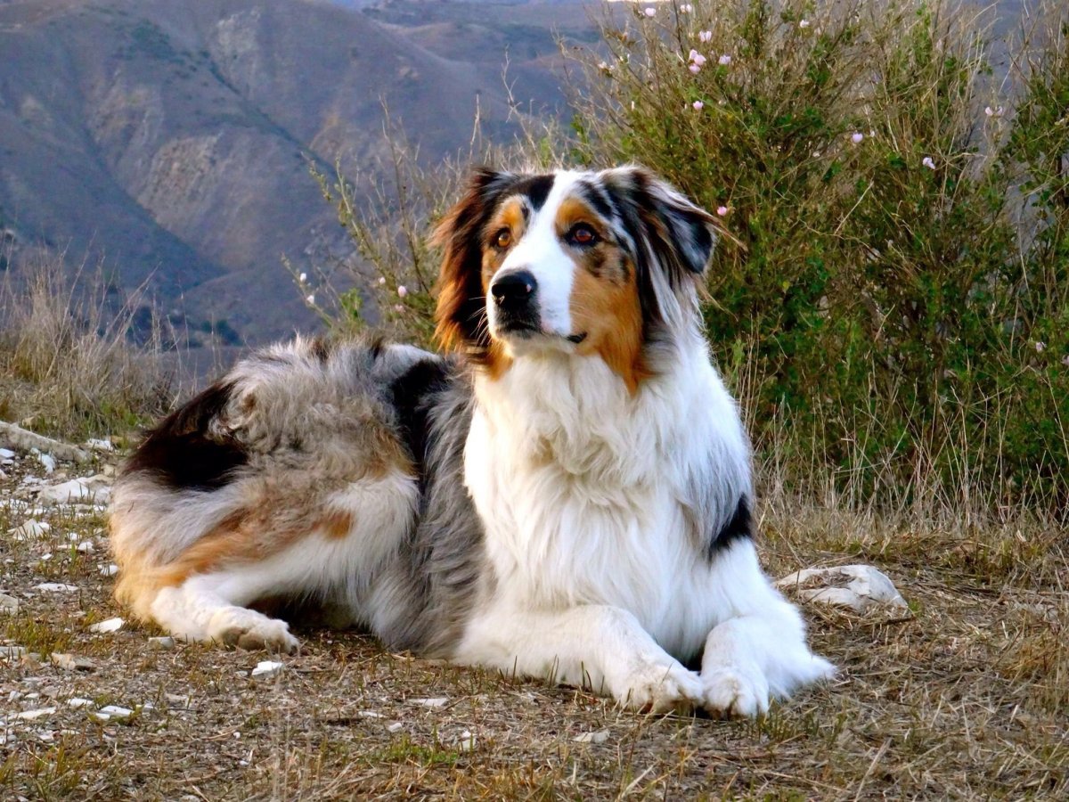 Бернский колли