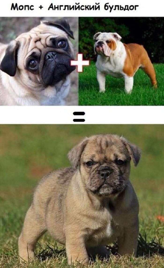 Смесь пород собак