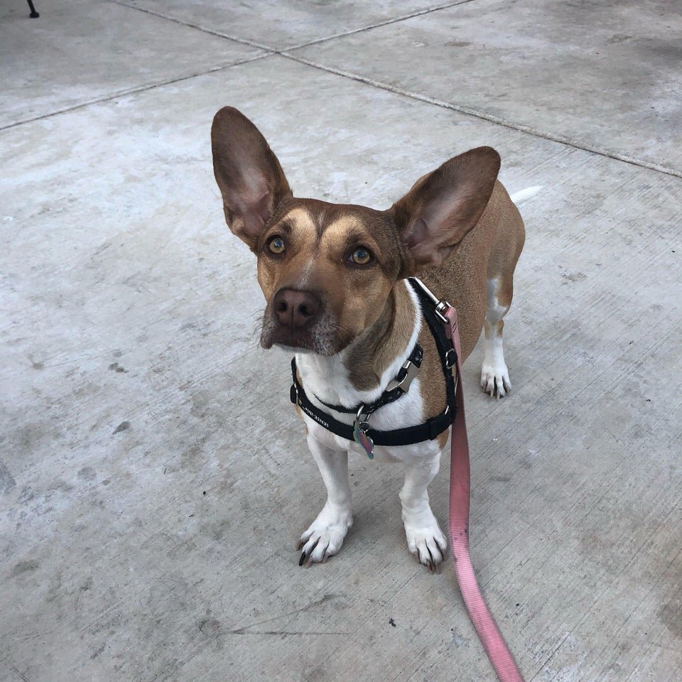 Двуногая собака