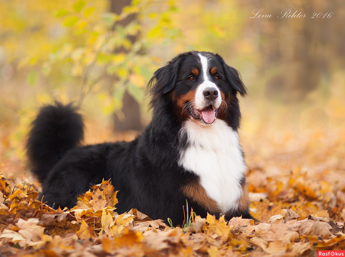 Пастушья овчарка бордер колли