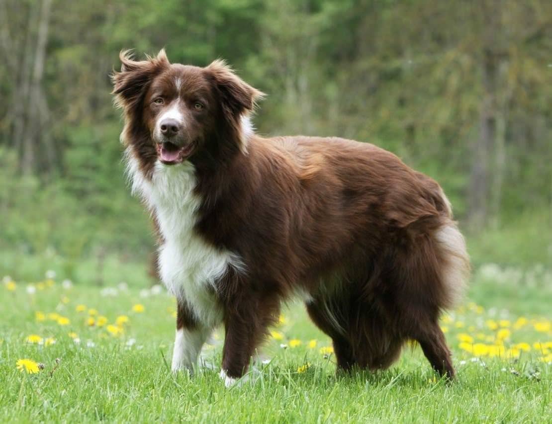 Бордер колли пастушья