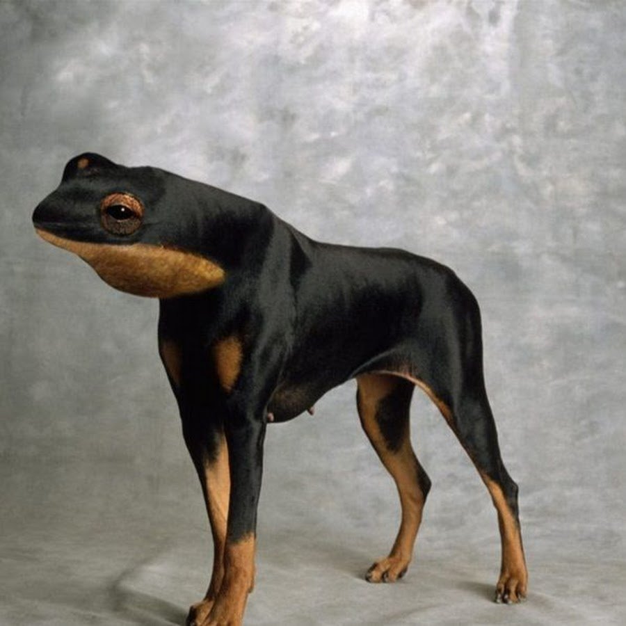 Бигль и корги метис