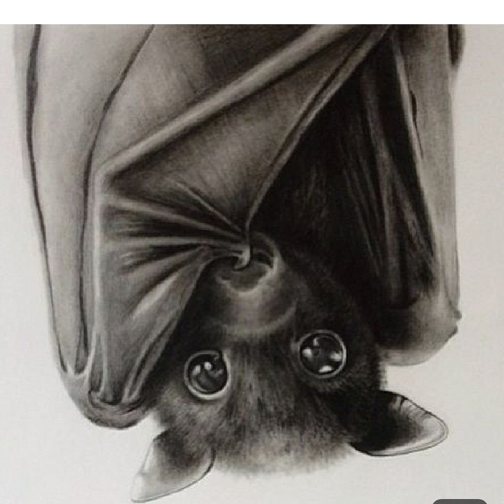 Молотоголовый крылан гигантский