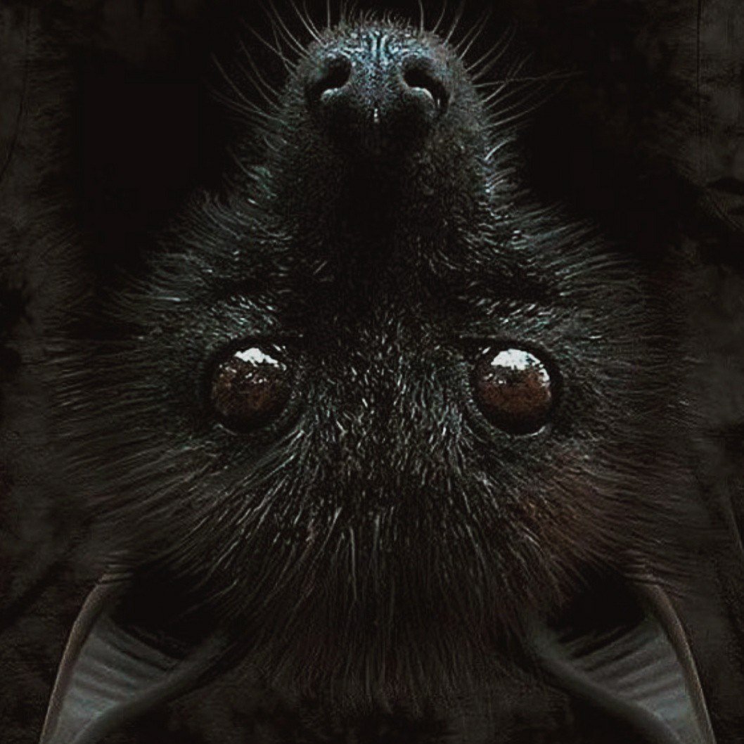 Сероголовая летучая лисица