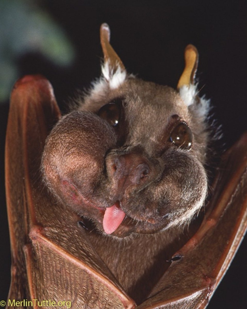 Кубинский ворон