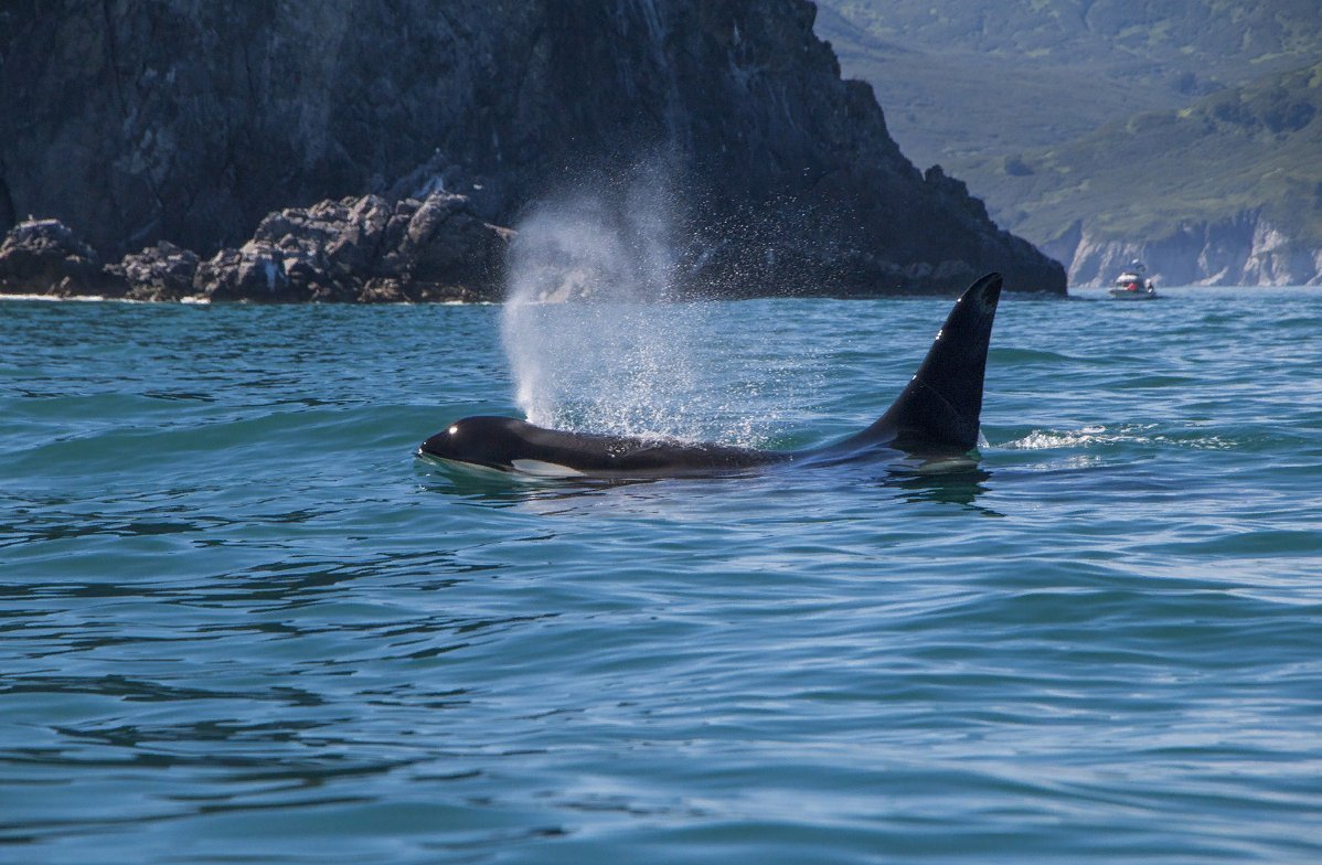 Авачинская бухта касатки
