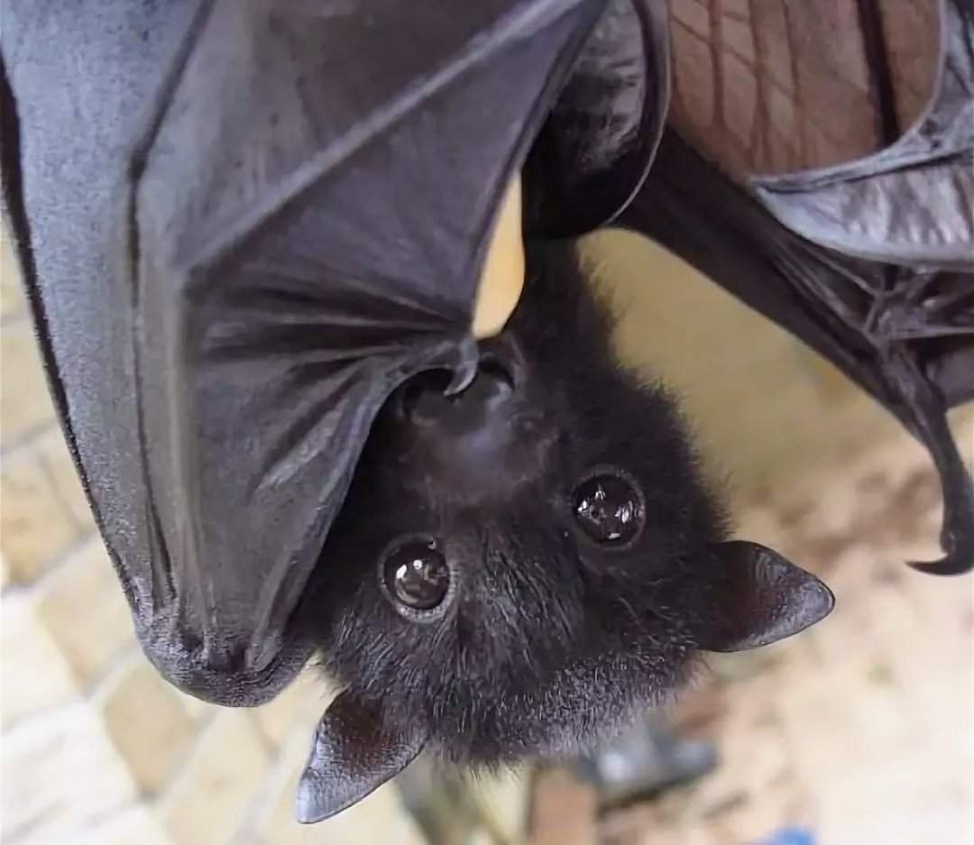 Европейская широкоушка