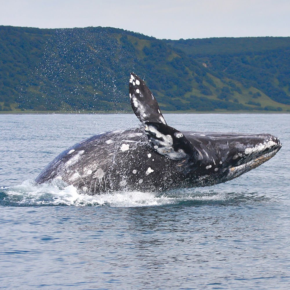 Командорские острова киты