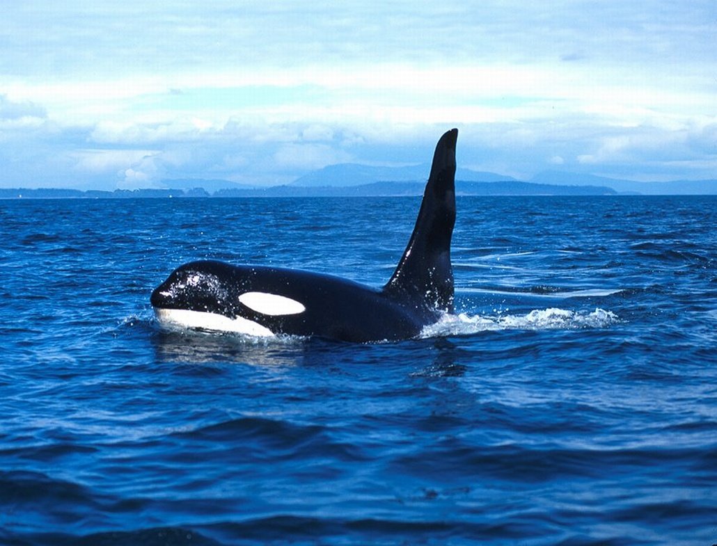 Шантарские острова касатки