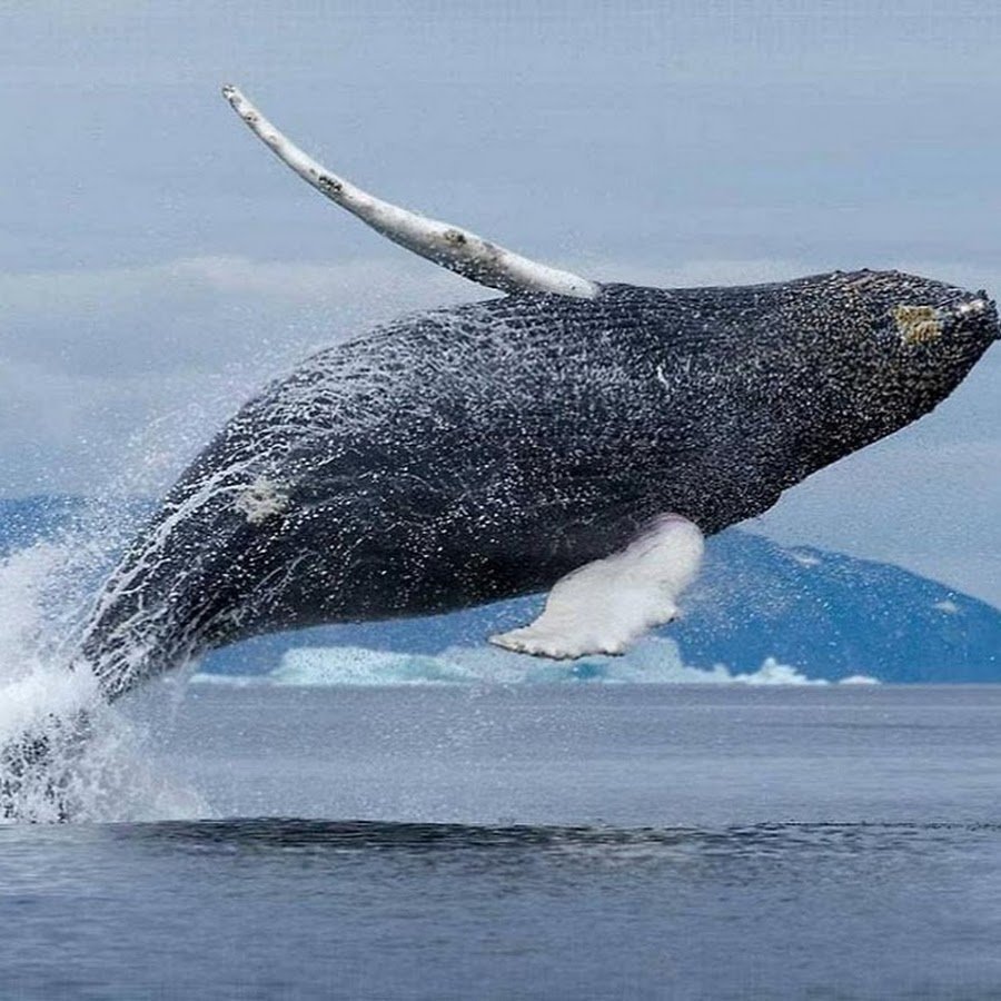 Море Лаптевых киты