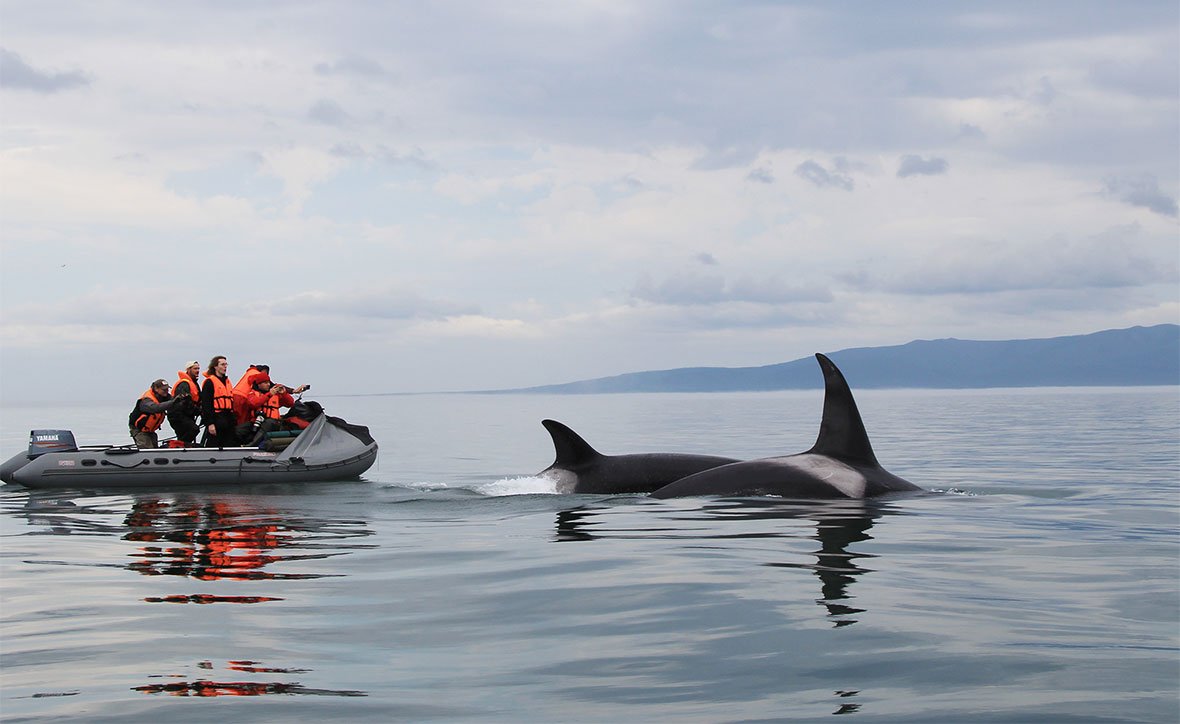 Горбатый кит Аляска