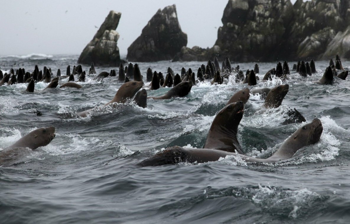 Шантары Шантарские острова киты