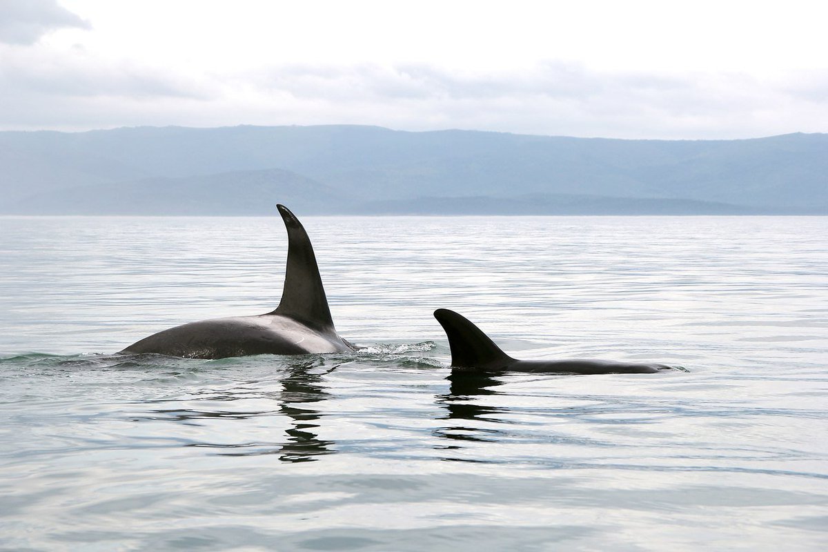 Шантарские острова киты