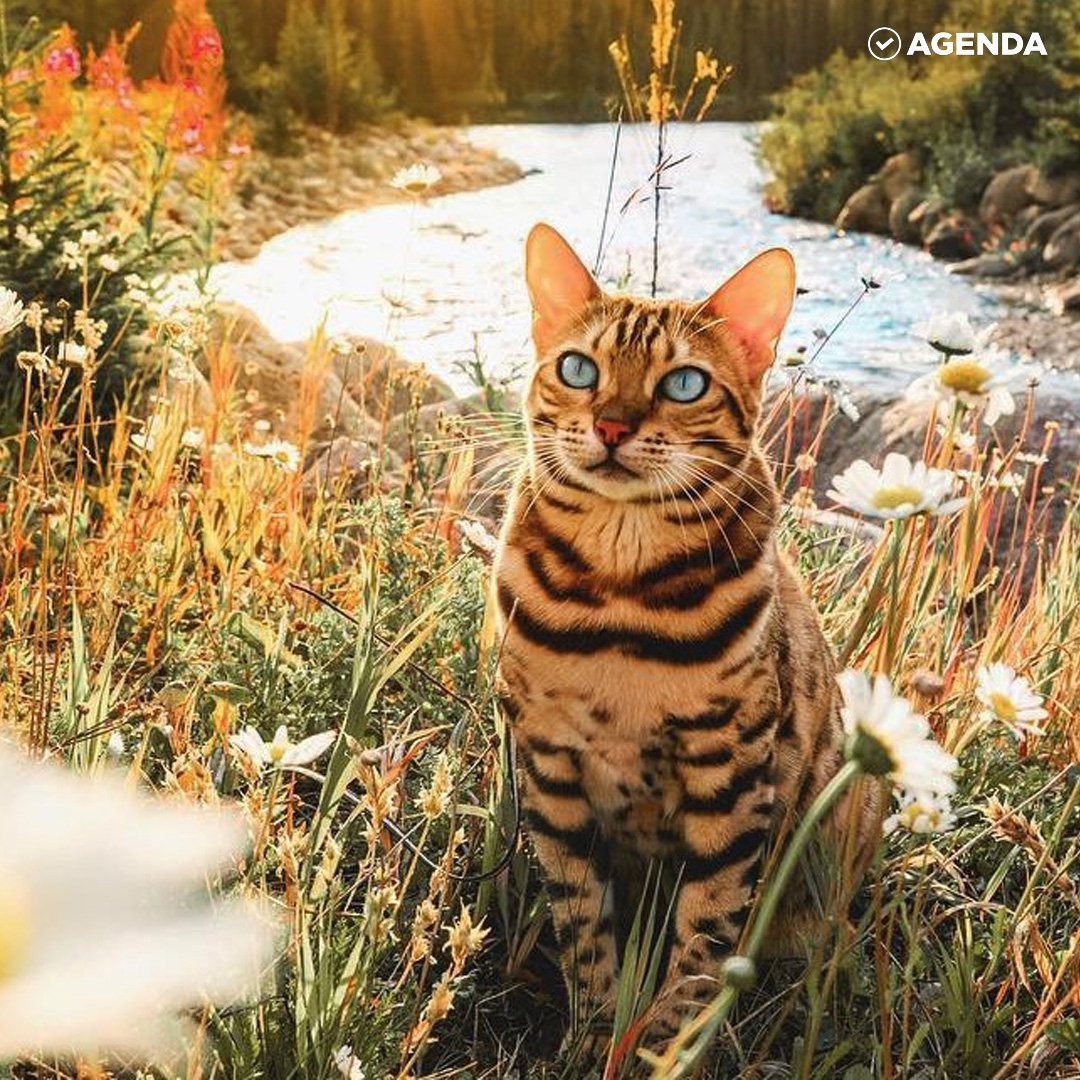 Бенгальская кошка