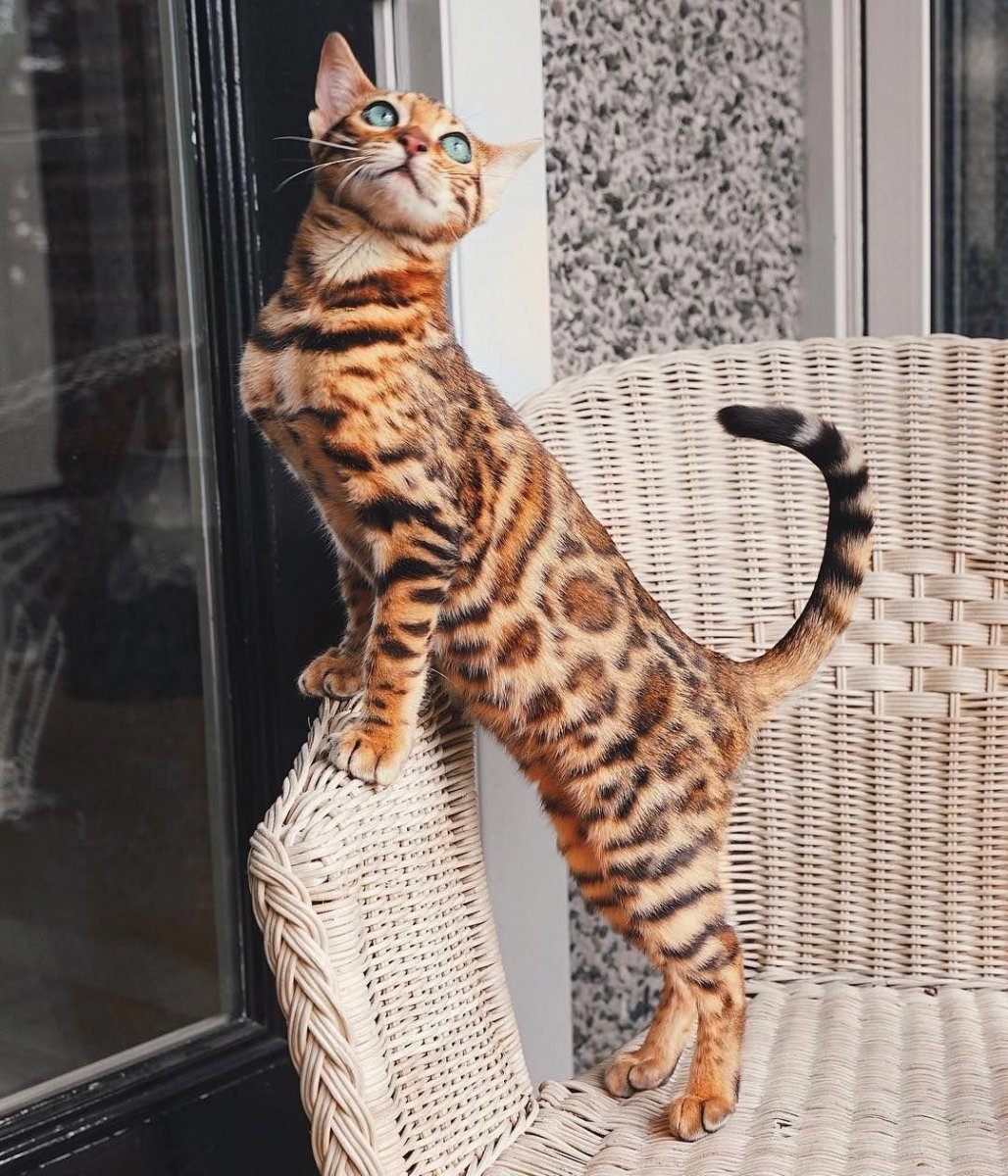 Бенгальская кошка