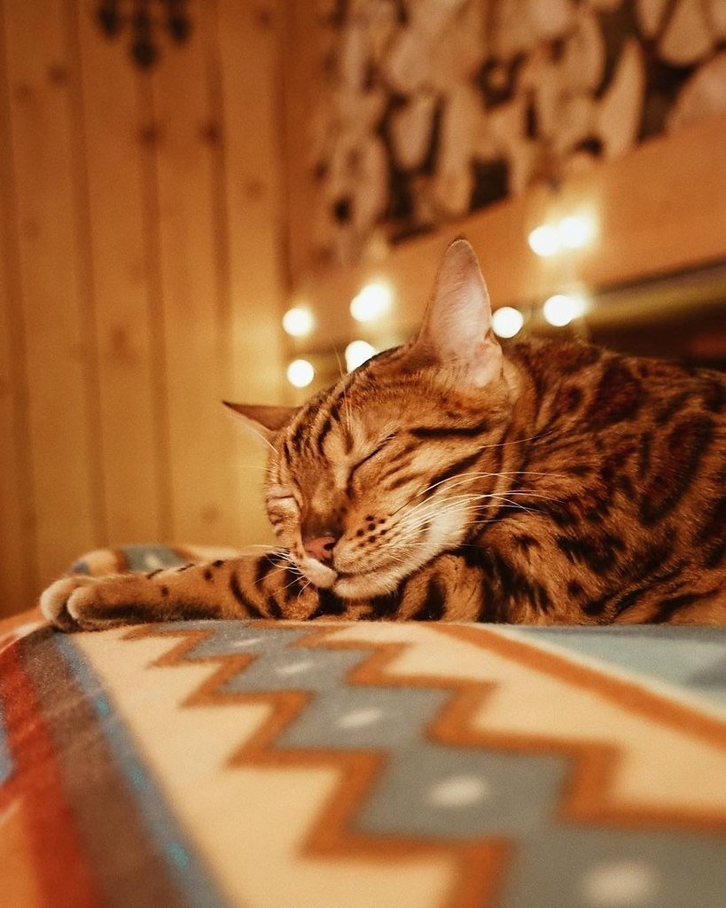 Бенгальская кошка