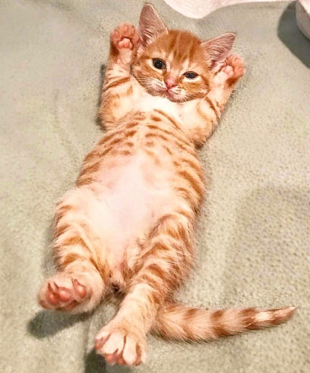 Рыжие бенгальские котята