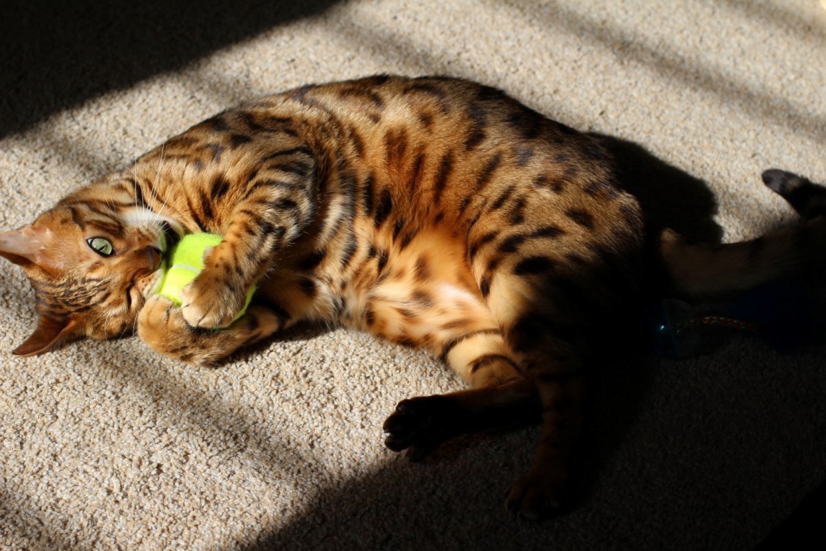 Бенгальский кот купается