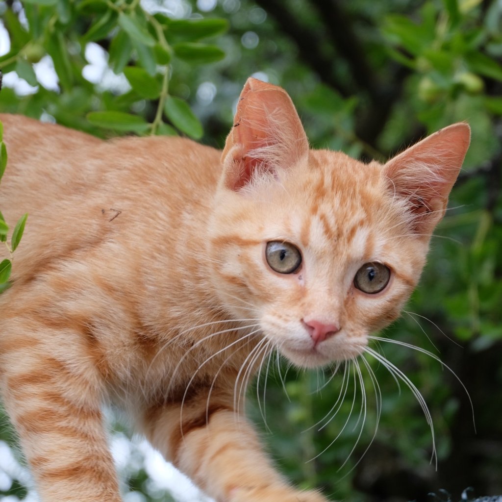 Рыжий кот (5 штук)