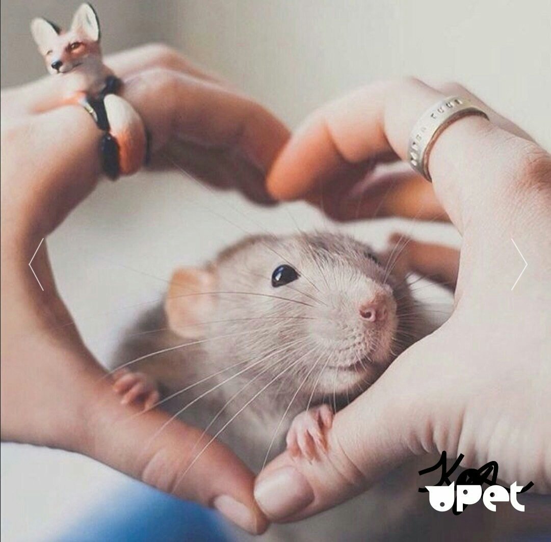 Крысы декоративные милые