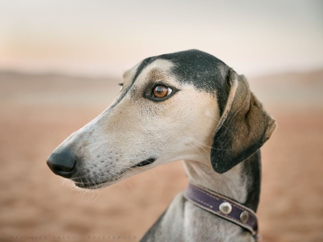 Салюки в пустыне