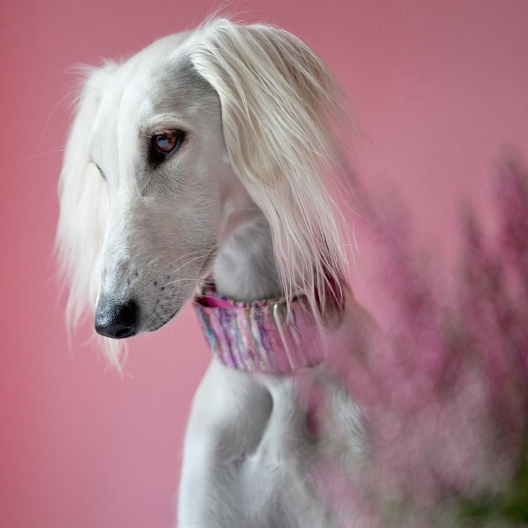 Грейхаунд салюки