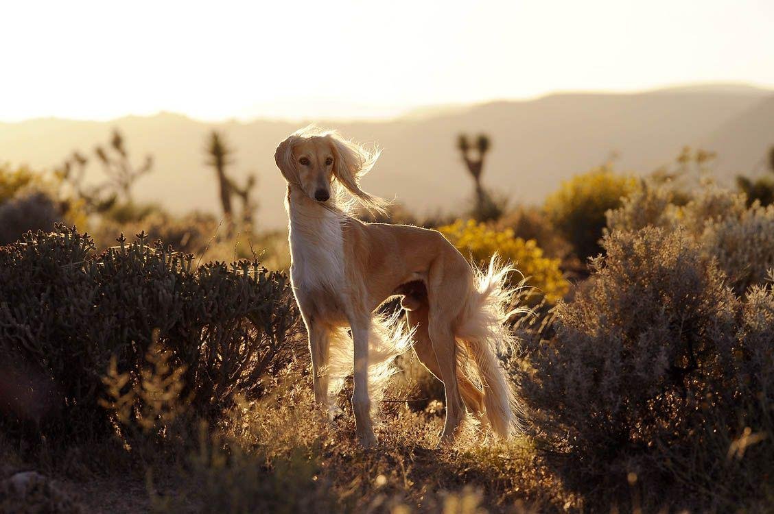 Борзая салюки