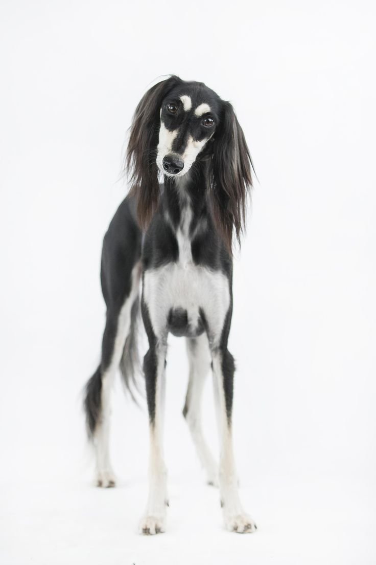 Борзая салюки