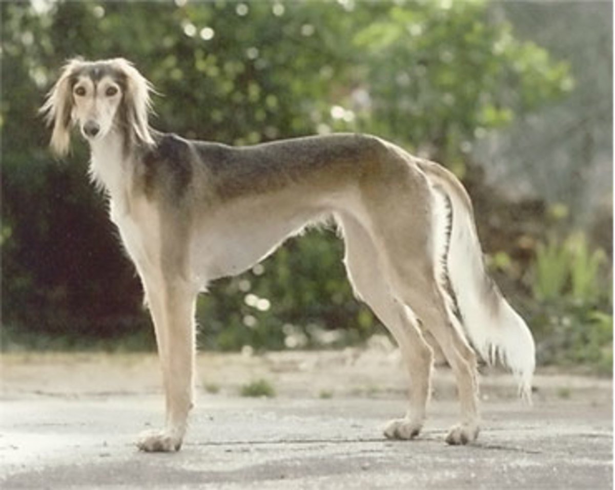 Силуэт гончей собаки