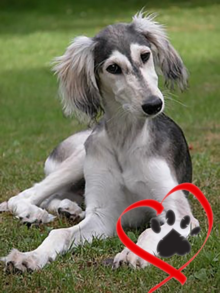 Уиппет гончая борзая