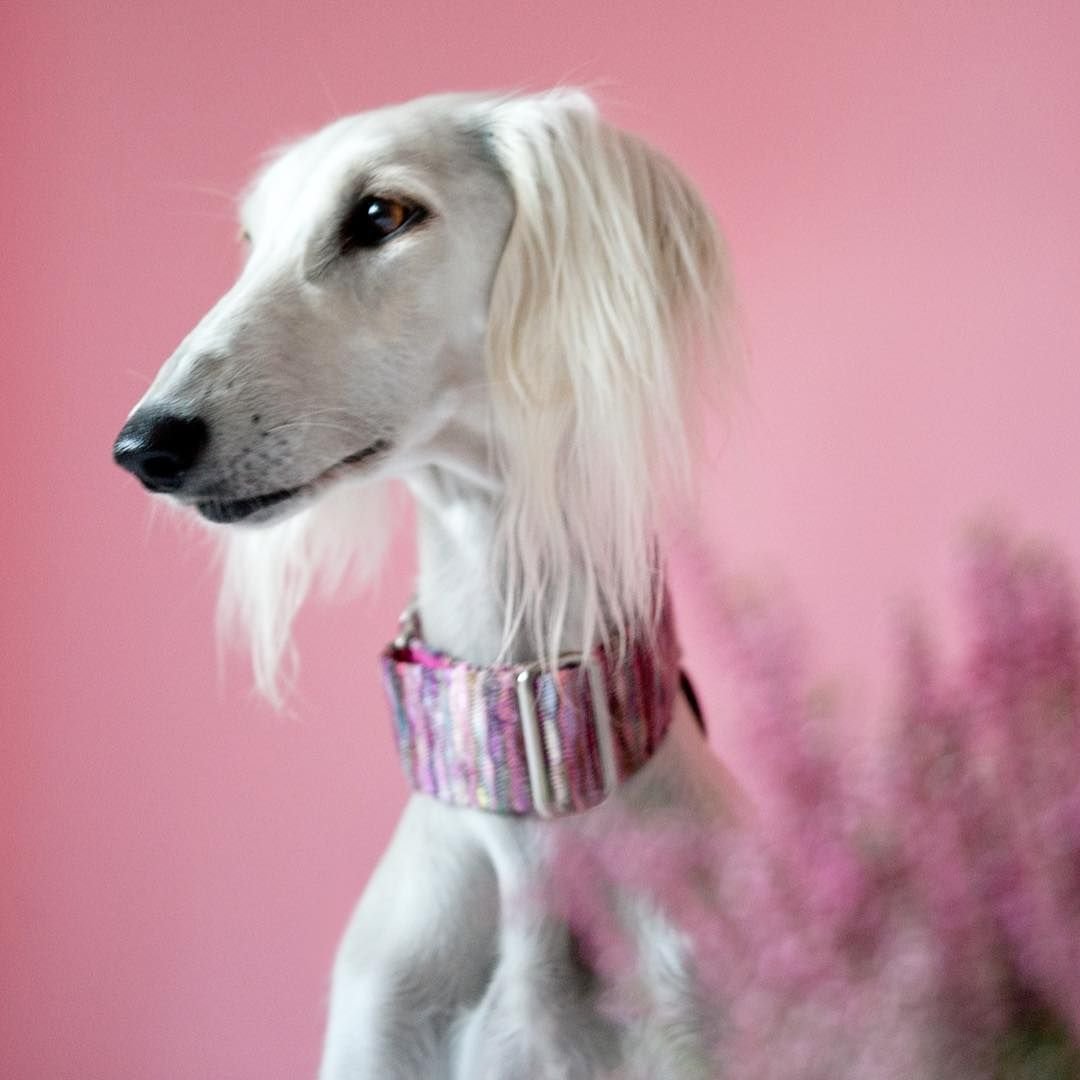 Салюки борзая с хвостиком