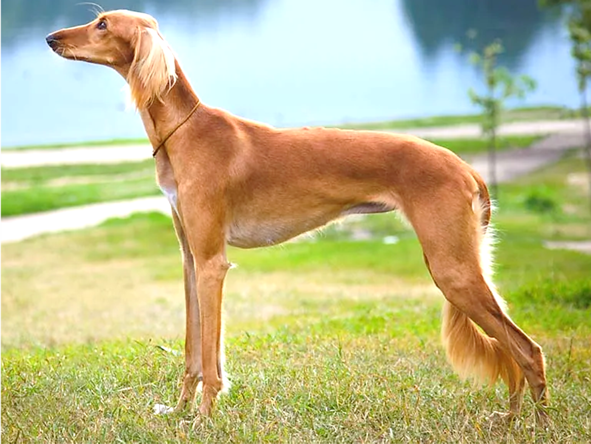 Афганская гончая