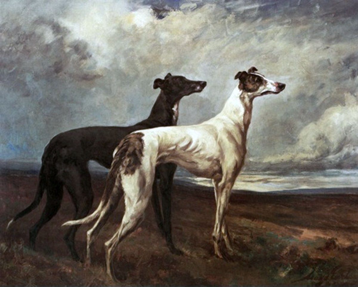 Уиппет портрет