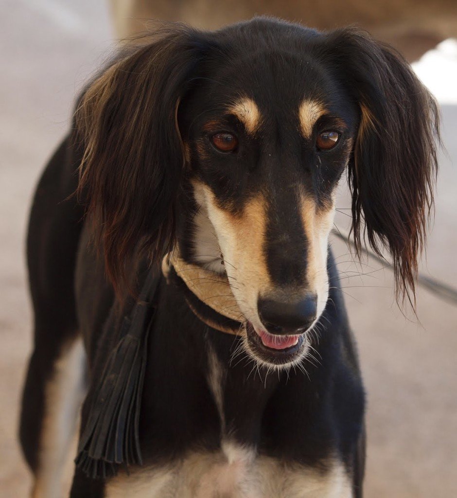 Тигровая салюки