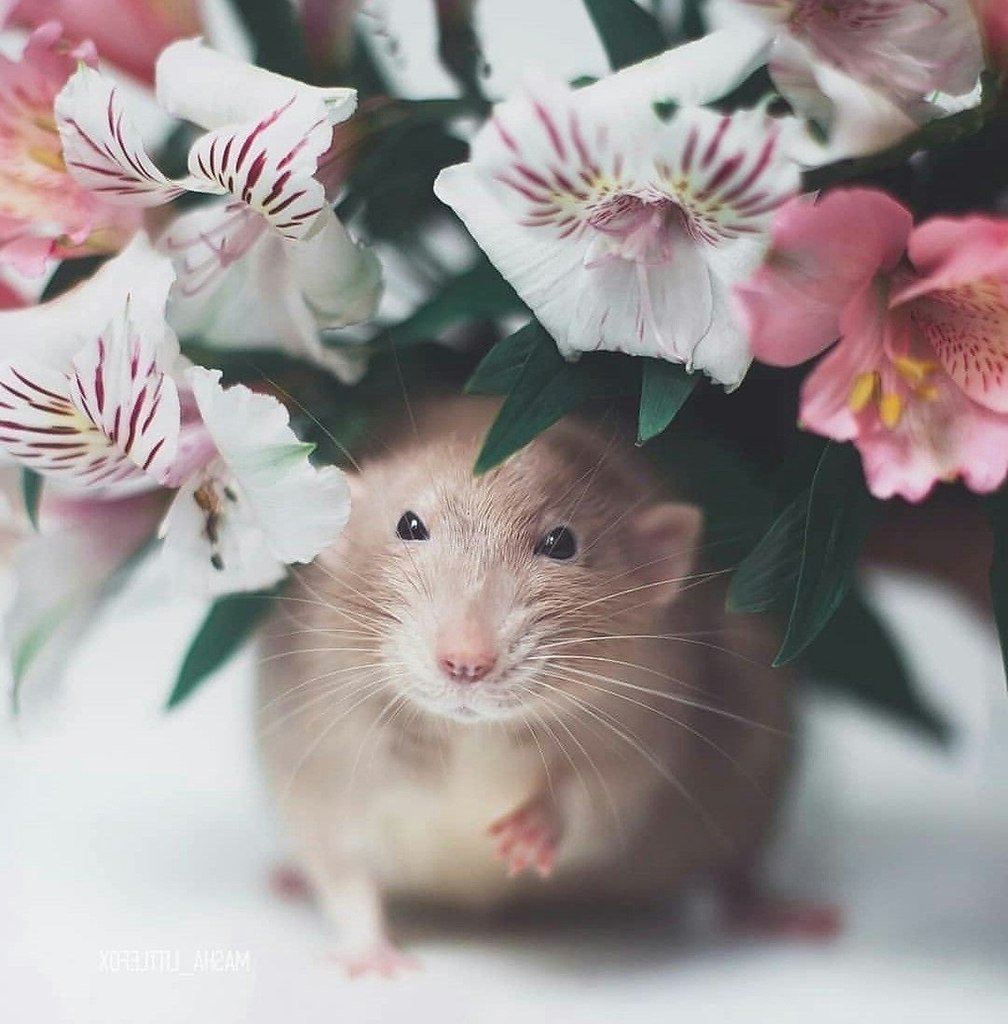 Красивая мышка