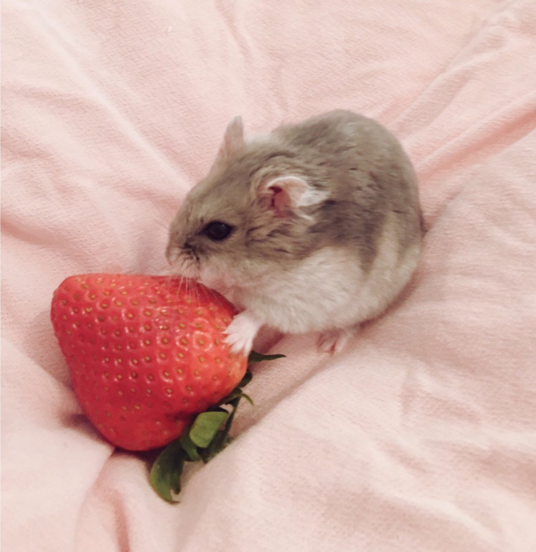Хомяк с клубникой