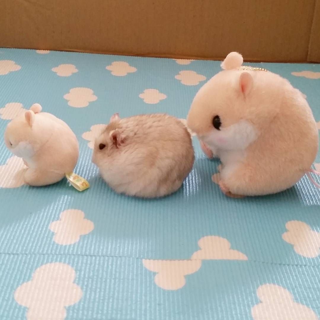 Эстетика хомячков