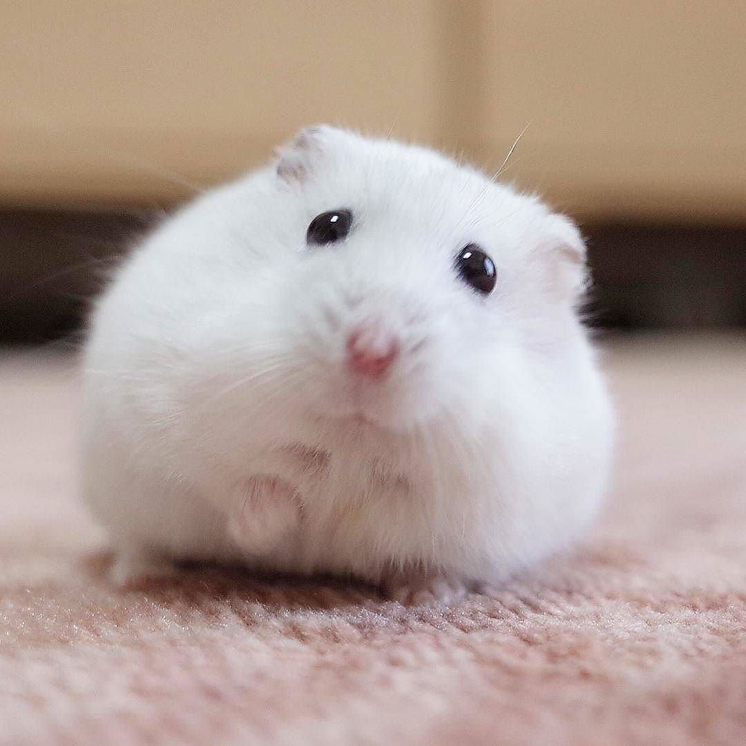 Джунгарский хомяк Хома